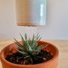 Watering Bell